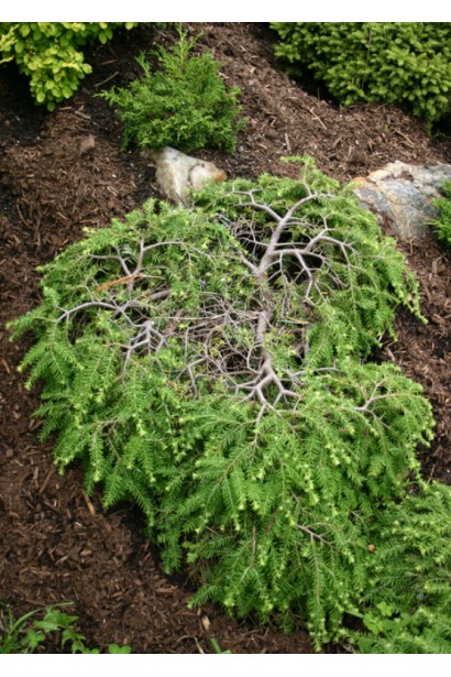 Тсуга Колс Прострейт в ландшафтном дизайне.